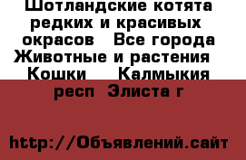 Шотландские котята редких и красивых  окрасов - Все города Животные и растения » Кошки   . Калмыкия респ.,Элиста г.